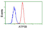 ATP5B Antibody in Flow Cytometry (Flow)