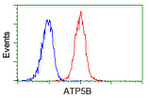 ATP5B Antibody in Flow Cytometry (Flow)