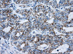 ATP5B Antibody in Immunohistochemistry (Paraffin) (IHC (P))