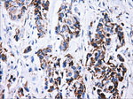 ATP5B Antibody in Immunohistochemistry (Paraffin) (IHC (P))