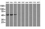 ATP5B Antibody in Western Blot (WB)