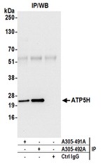 ATP5H Antibody in Western Blot (WB)