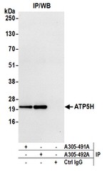 ATP5H Antibody in Western Blot (WB)