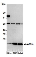 ATP5L Antibody in Western Blot (WB)