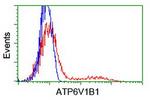 ATP6V1B1 Antibody in Flow Cytometry (Flow)