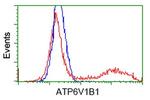 ATP6V1B1 Antibody in Flow Cytometry (Flow)