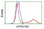 ATP6V1B1 Antibody in Flow Cytometry (Flow)