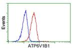 ATP6V1B1 Antibody in Flow Cytometry (Flow)