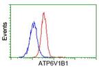 ATP6V1B1 Antibody in Flow Cytometry (Flow)