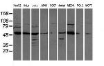 ATP6V1B1 Antibody in Western Blot (WB)