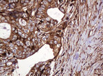 ATP6V1B2 Antibody in Immunohistochemistry (Paraffin) (IHC (P))