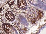 ATP6V1B2 Antibody in Immunohistochemistry (Paraffin) (IHC (P))