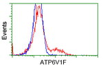 ATP6V1F Antibody in Flow Cytometry (Flow)