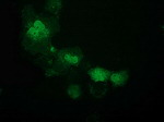 ATP6V1F Antibody in Immunocytochemistry (ICC/IF)