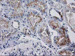 ATP6V1F Antibody in Immunohistochemistry (Paraffin) (IHC (P))