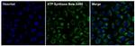 ATP Synthase beta Antibody in Immunocytochemistry (ICC/IF)