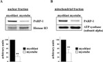 ATP5A1 Antibody in Western Blot (WB)