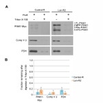 ATP Synthase beta Antibody in Western Blot (WB)