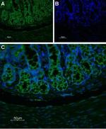 Neurokinin 1 Receptor (NK1R) (extracellular) Antibody in Immunohistochemistry (Paraffin) (IHC (P))