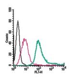 Neurokinin 1 Receptor (NK1R) (extracellular) Antibody in Flow Cytometry (Flow)