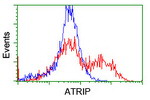 ATRIP Antibody in Flow Cytometry (Flow)