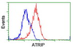 ATRIP Antibody in Flow Cytometry (Flow)