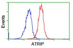 ATRIP Antibody in Flow Cytometry (Flow)