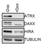 ATRX Antibody in Western Blot (WB)