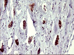 ATXN7L1 Antibody in Immunohistochemistry (Paraffin) (IHC (P))