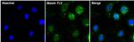 ATXN7L3 Antibody in Immunocytochemistry (ICC/IF)