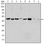 Aurora A Antibody in Western Blot (WB)