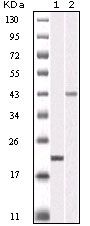 Aurora B Antibody in Western Blot (WB)