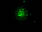 AURKC Antibody in Immunocytochemistry (ICC/IF)