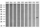 AURKC Antibody in Western Blot (WB)