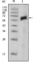 Axl Antibody in Western Blot (WB)