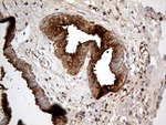 AZGP1 Antibody in Immunohistochemistry (Paraffin) (IHC (P))