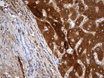 AZGP1 Antibody in Immunohistochemistry (Paraffin) (IHC (P))