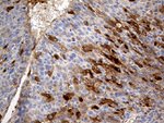 AZGP1 Antibody in Immunohistochemistry (Paraffin) (IHC (P))