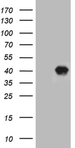 AZGP1 Antibody in Western Blot (WB)