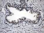 AZIN1 Antibody in Immunohistochemistry (Paraffin) (IHC (P))