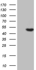 AZIN1 Antibody in Western Blot (WB)