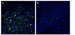 ZnT10 (SLC30A10) Antibody in Immunohistochemistry (Frozen) (IHC (F))