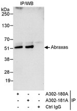 Abraxas Antibody in Immunoprecipitation (IP)