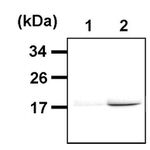H3K9ac Antibody in Immunoprecipitation (IP)