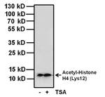 H4K12ac Antibody in Western Blot (WB)