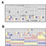 Acetylated Lysine Antibody in Peptide array (ARRAY)