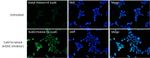 H3K9ac Antibody in Immunocytochemistry (ICC/IF)