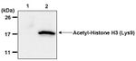H3K9ac Antibody in Immunoprecipitation (IP)