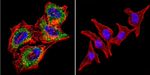 Acetylcholinesterase Antibody in Immunocytochemistry (ICC/IF)