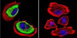 Acetylcholinesterase Antibody in Immunocytochemistry (ICC/IF)